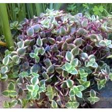 We did not find results for: Buy Variegated Plants Online 2 Page 2 Canarius