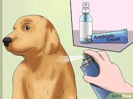Control it with direct pressure, even if it is your bare hand. How To Clean A Dog S Wound 15 Steps With Pictures Wikihow
