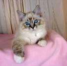Ragdoll Breed Characteristics and Information | IamCasper