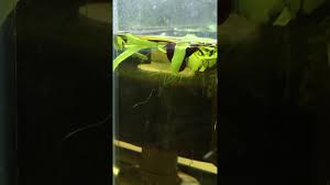 Betta Api Api Youtube