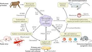 Endometriosis most commonly involves your ovaries, fallopian tubes and the tissue lining your pelvis. Endometriosis Nature Reviews Disease Primers