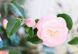 Camellia Meaning And Symbolism Ftd Com Flowers Flower Quotes Camellia Plant