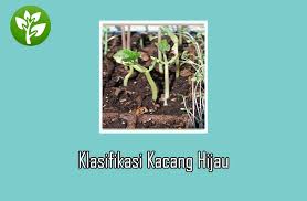 Kacang tanah yang mulai terlihat warnanya seperti kehitaman, dan. Kacang Hijau Klasifikasi Ciri Morfologi Manfaat Dan Cara Budidaya Dosenpertanian Com