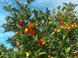 Trovita Oranges A Desert Favorite
