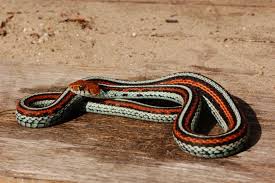 Image result for Triainolepis sancta