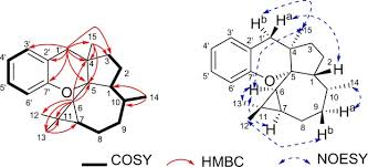 Image result for Sphaerocoryne gracilis