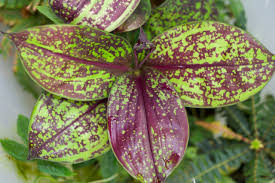 Image result for Commelinaceae