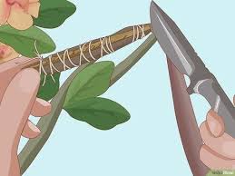How To Plant Desert Rose Seeds