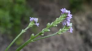 Image result for Verbena litoralis