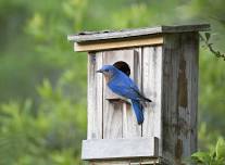House Hunters: Bluebird Edition