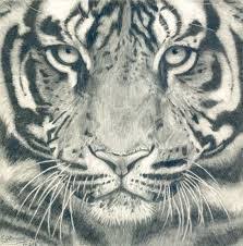 Image Result For How To Draw A Tiger Face Step By Step Tiger Zeichnung Tiere Zeichnen Bilder