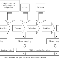 Flow Chart Of A Meat Processing Plant And Details Of