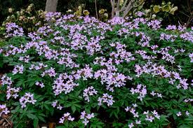 Image result for Cardamine