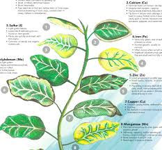 Even flowering can be reduced. Atlantic Canadian Organic Regional Network Perennia Recently Published A Great Two Page Guide On How To Diagnose And Identify Nutrient Deficiencies In Plants It S Informative And Really Easy To Use You Can