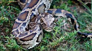 How Burmese Pythons Took Over The Florida Everglades They Ve Eaten Practically Every Mammal In Sight And Have No Na Burmese Python Invasive Species Everglades