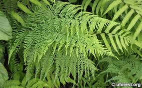 Image result for Pityrogramma argentea