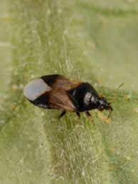 Carpet beetles primarily feed on carpet, but they're content to. Tiny Little Black Bugs That Deliver A Big Bite Purdue Landscape Report
