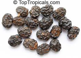 Image result for Ozoroa