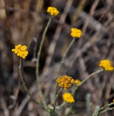 Image result for Helichrysum moorei