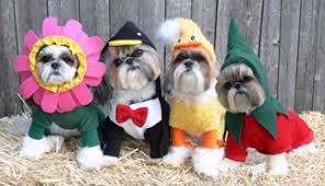 Each product we feature has been independently selected and reviewed by our editorial team. Lucky Pets Dog Halloween Costume Contest St Michael Mn Patch