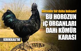 Ayam Cemani Cinsi Horoz Ve Tavuk Gorenleri Sasirtiyor Ic Organlari Dahi Komur Karasi