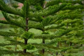 Image result for Arauk rie Araucaria