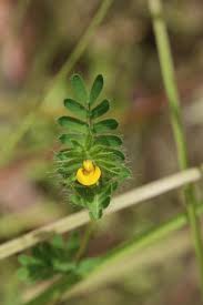 Image result for Smithia