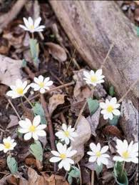 A hardy native plant, bluebells 15.06.2018 · native perennial flowers. 19 Virginia Native Flowers Ideas Native Plant Gardening Flowers Native Plants
