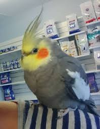 Found Cockatiel Parrot Bird Sunnybank Queensland Qld Australia F29460 Parrot Cockatiel Parrot Bird