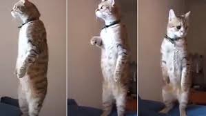 Cat looking out the window meme. Cat Stands Up Like A Human To Stare Out Of His Living Room Window In Video Daily Mail Online