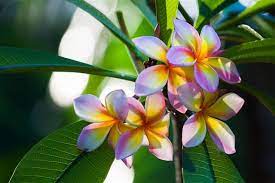 Maybe you would like to learn more about one of these? Plumeria Flower Meaning Its Deep Symbolism In Various Cultures Gardenerdy