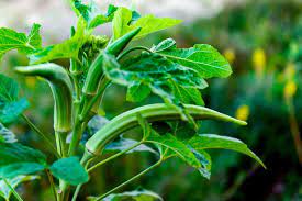 Check spelling or type a new query. How To Harvest And Store Okra