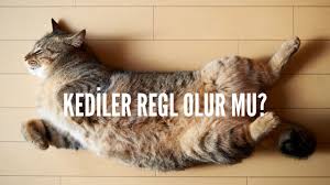 kediler regl olur mu kedi rehberi