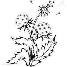 In deze webpagina ziet u een tekening van paardenbloem kleurplaat. 1001 Kleurplaten Seizoen Lente Kleurplaat Paardebloem