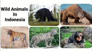 Maybe you would like to learn more about one of these? Wild Animals In Indonesia Youtube