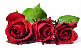 Make your device cooler and more beautiful. Free Rose Pictures Wallpaper 2560x1600 83310