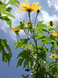 Image result for Tithonia diversifolia