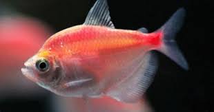 White Skirt Tetra Red Orange Color Gymnocorymbus Ternetzi These Are Unnaturally Dye Injected To Be This Color