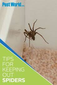 If you ever feel overwhelmed with the diy pest control approach, contact a trained professional and get setup with an appointment to. Safeway Pest Management Safewaypestmgmt Profile Pinterest