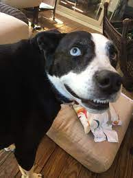 my dog is trained with harry potter spells accio come leviosa up avada kadavra play dead expelliarmus drop what a gem harry potter spells harry potter dogs