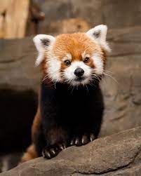 Red Panda Animals Beautiful Red Panda Cute Animals