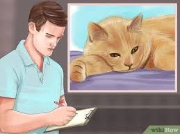 Lymphoma in cats is a type of cancer that affects the blood. How To Diagnose Feline Intestinal Lymphoma 9 Steps