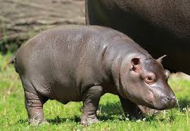 Je specializována na euroasijskou faunu. Ostrava Zoo Zooborns