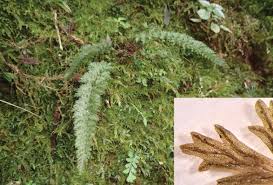 Image result for Abrodictyum