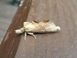 Pale Prominent Eskrigg Reserve Insects Moth Arachnids