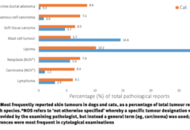 Canine cutaneous lymphoma can present in quite a variety of lesions. Canine Lymphoma A Quick Snapshot The Animal Medical Center