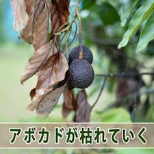 アボカド栽培 原因不明の立ち枯れが始まってしまいました