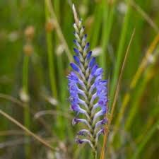 Image result for Monopsis stellarioides