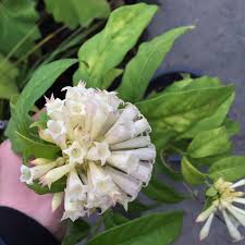 Image result for Cestrum