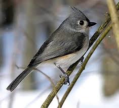 Gray Bird With Red Mohawk Bird With Mohawk Titmouse Animals Animals Friends